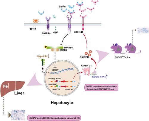 SUGP2 p.(Arg639Gln) variant is involved in the pathogenesis of hemochromatosis via the CIRBP/BMPER signaling pathway