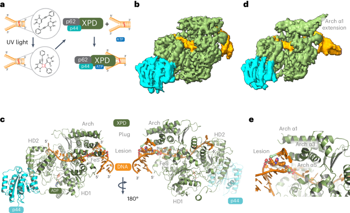 XPD stalled on cross-linked DNA provides insight into damage verification