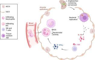 Opposing roles of resident and infiltrating immune cells in the defense against Legionella longbeachae via IL-18R/IFN-γ/ROS axis in mice