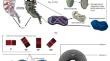 Biomechanical Finite Element Analysis of Bone Tissues with Different Scales in the Bone Regeneration Area after Scoliosis Surgery