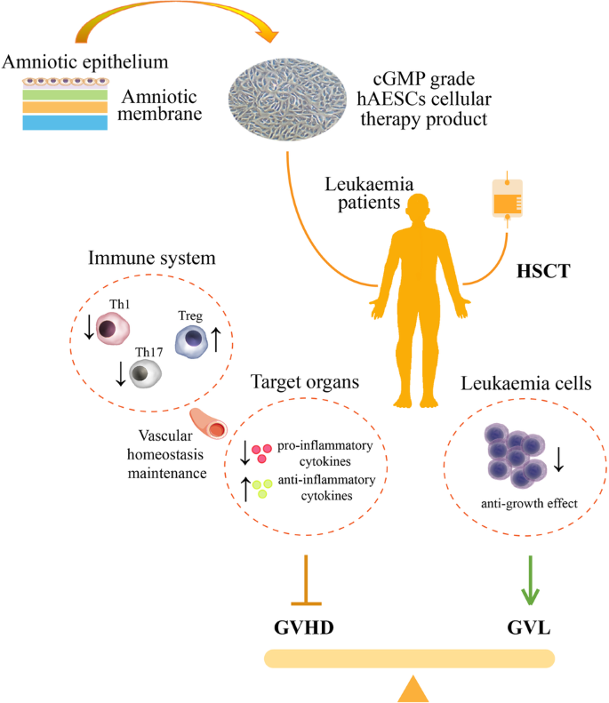 Human amniotic epithelial stem cell is a cell therapy candidate for preventing acute graft-versus-host disease.