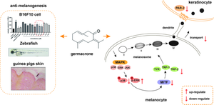 Germacrone, isolated from Curcuma wenyujin, inhibits melanin synthesis through the regulation of the MAPK signaling pathway