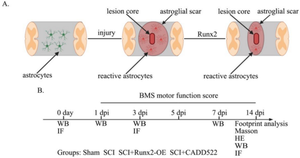 Runx2 Suppresses Astrocyte Activation and Astroglial Scar Formation After Spinal Cord Injury in Mice.