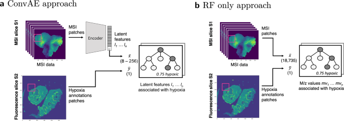 Enhancing mass spectrometry imaging accessibility using convolutional autoencoders for deriving hypoxia-associated peptides from tumors.