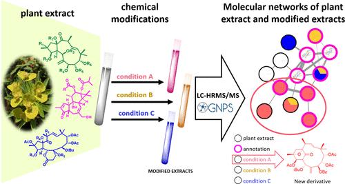 A Fast and Efficient Molecular Networking Approach for Reactivity of Natural Products Exploration in Plant Extracts: Application to Diterpene Esters from Euphorbia dendroides