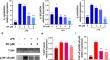 Byakangelicin alleviates sepsis-associated acute kidney injury by inhibiting inflammation and apoptosis