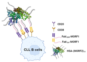 Human serum albumin-based drug-free macromolecular therapeutics induce apoptosis in chronic lymphocytic leukemia patient cells by crosslinking of CD20 and/or CD38 receptors.