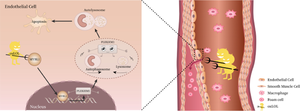 Downregulation of MYBL1 in endothelial cells contributes to atherosclerosis by repressing PLEKHM1-inducing autophagy.