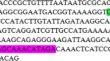 Optimized detection of Salmonella typhimurium using aptamer lateral flow assay.