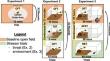 Individual behavioral variability across time and contexts in Dendrobates tinctorius poison frogs