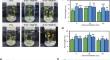 Exogenous application of salicylic acid and low-dose ionizing radiation increases synthesis of bioactive compounds and upregulates phytosterol production of Bitter melon (Momordica charantia)