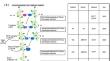 Utilization of marker-assisted backcrossing to generate new gynoecious cucumber lines with genetic heritage similar to the indigenous Vietnamese cucumber