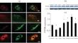 Activation of P2Y2 Receptors Promotes Neuromuscular Junction Formation during Muscle Reinnervation