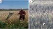 Chemical control of wheat sunn pest, Eurygaster integriceps, by UAV sprayer and very low volume knapsack sprayer