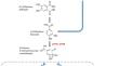 Biodegradation of phthalic acid and terephthalic acid by Comamonas testosteroni strains.