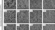 Optimizing Lithium-Ion Battery Discharge Capacity Performance by Nanosilica-Modified Poly (Vinyl Alcohol) Separator