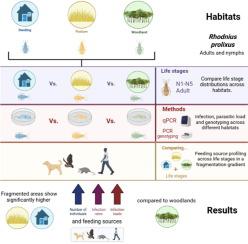 Exploring dietary differences among developmental stages of triatomines infected with Trypanosoma cruzi in different habitats