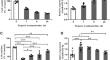 miR-652-3p Suppressed the Protective Effects of Isoflurane Against Myocardial Injury in Hypoxia/Reoxygenation by Targeting ISL1.