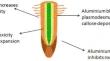 Aluminium stress tolerance by Citrus plants: a consolidated review