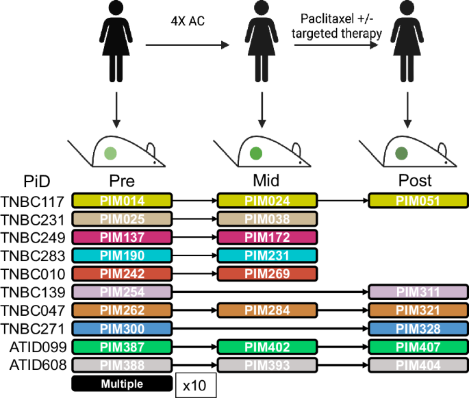 Targeting neddylation and sumoylation in chemoresistant triple negative breast cancer.