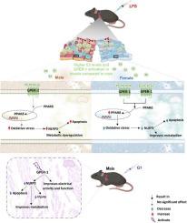 Estradiol contributes to sex differences in resilience to sepsis-induced metabolic dysregulation and dysfunction in the heart via GPER-1-mediated PPARδ/NLRP3 signaling.