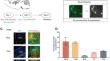 Whole-brain Mapping of Inputs and Outputs of Specific Orbitofrontal Cortical Neurons in Mice.