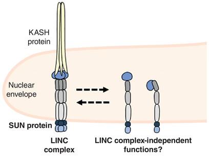 Life outside the LINC complex – Do SUN proteins have LINC-independent functions?