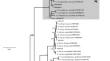 A survey of common bacterial blight in Central Brazil reveals a third Xanthomonas species infecting common bean