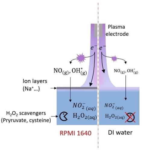 Characteristics of Aqueous Chemical Species Generation in Plasma-Facing Liquid Systems Using Helium Jet Plasma