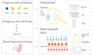 Towards Stem/Progenitor Cell-Based Therapies for Retinal Degeneration.