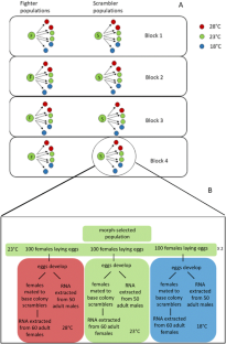 Transcriptomics of differences in thermal plasticity associated with selection for an exaggerated male sexual trait