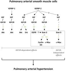 The diverging roles of insulin-like growth factor binding proteins in pulmonary arterial hypertension