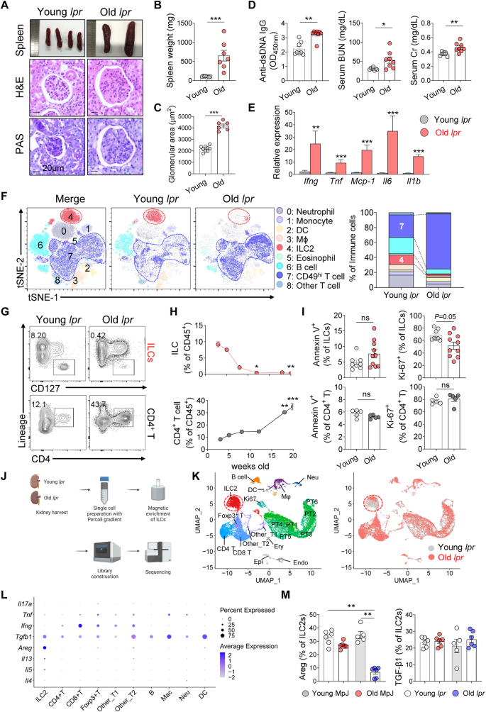 The protective roles of integrin α4β7 and Amphiregulin-expressing innate lymphoid cells in lupus nephritis