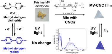 Tailorable and photochromic multifunctional methyl viologen/cellulose nanocrystal (CNC) films†