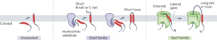 A unifying model for membrane protein biogenesis