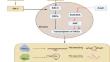 Signalling cascades choreographing petal cell death: implications for postharvest quality.