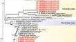 Morphology and molecular phylogeny of four new species of Entoloma (Entolomataceae, Agaricales) from Europe and Western Eurasia