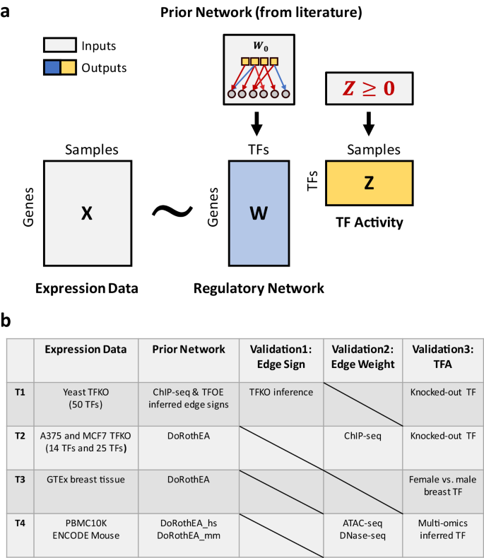 Flexible modeling of regulatory networks improves transcription factor activity estimation.