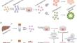 Research progress and application of liver organoids for disease modeling and regenerative therapy.