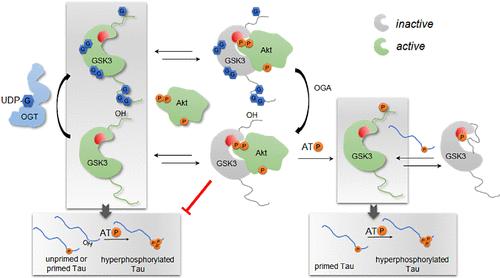 Regulation of Glycogen Synthase Kinase-3β by Phosphorylation and O-β-Linked N-Acetylglucosaminylation: Implications on Tau Protein Phosphorylation