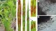 Pyricularia pennisetigena as leaf blast disease-causing pathogen in king grass (Pennisetum sinese) and its assessment of the pathogenic risk