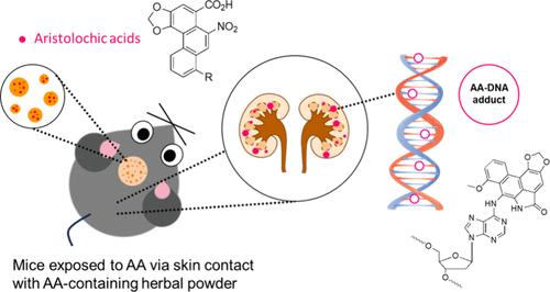 Aristolochic Acid Exposure via Dermal Contact or Inhalation of Herbal Powders: Evidence of Occupational Exposure in Herbalists with Urothelial Cancer