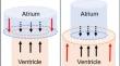 Atrioventricular Area Difference Aids Diastolic Filling in Patients with Repaired Tetralogy of Fallot.