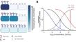 Optimizing Solid Tumor Treatment with Antibody-drug Conjugates Using Agent-Based Modeling: Considering the Role of a Carrier Dose and Payload Class.