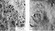 Obtaining and Studying In Situ a Chitosan–Titanium Dioxide Composite Material for Agriculture