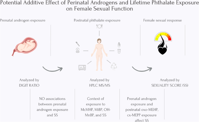 Endocrine effect of phthalate metabolites and a butterfly effect of prenatal exposure to androgens on qualitative aspects of female sexual response- an initial survey.