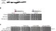 Expression of human RECQL5 in Saccharomyces cerevisiae causes transcription defects and transcription-associated genome instability.