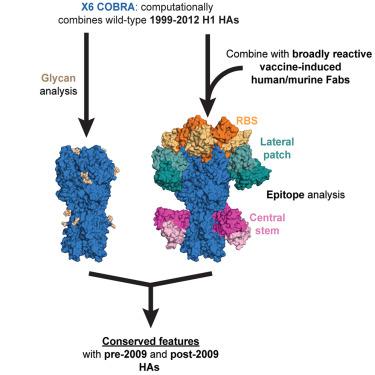 Structural basis for the broad antigenicity of the computationally optimized influenza hemagglutinin X6.