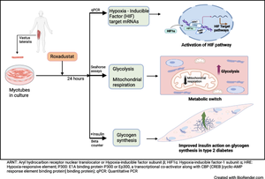 Activation of the hypoxia-inducible factor pathway by roxadustat improves glucose metabolism in human primary myotubes from men.