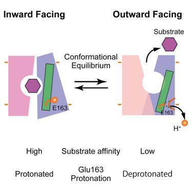 Affinity-directed substrate/H+-antiport by a MATE transporter